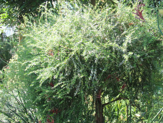 Leptospermum juniperinum