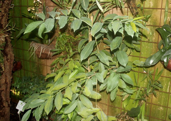 Syzygium cumini