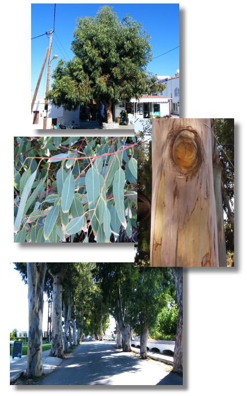 Eucalyptus globulus