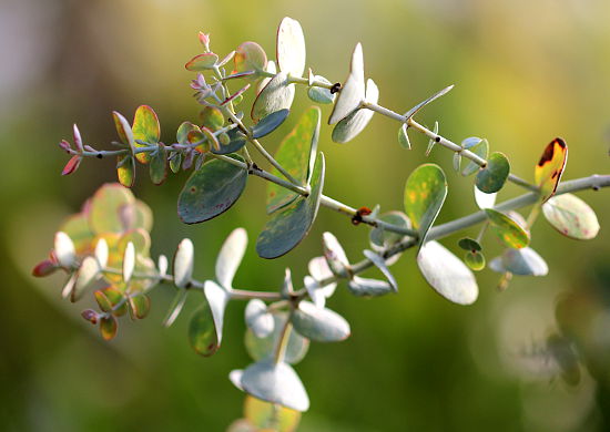 Eucalyptus pauciflora