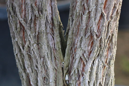 Eucalyptus pauciflora