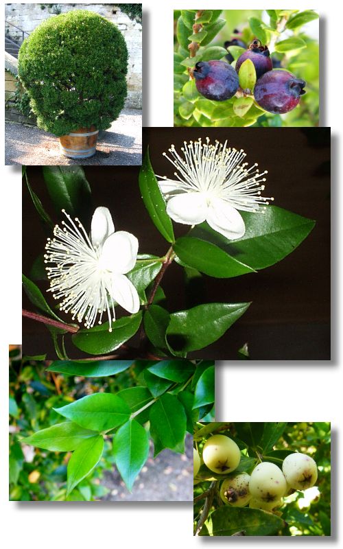Myrtus communis