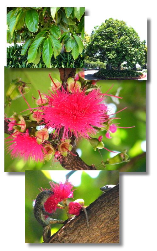Syzygium malaccense