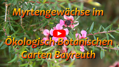 2 OBG Myrtaceae