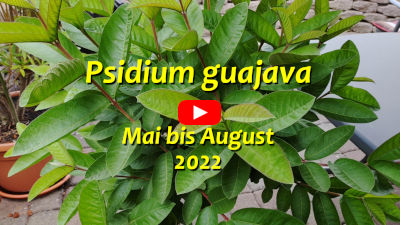 Psidium guajava