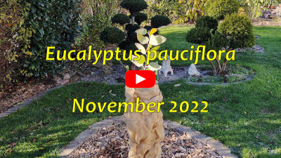 Eucalyptus pauciflora - Winterschutz