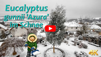 Eukalyptus im Schnee