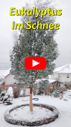 Eukalyptus im Schnee