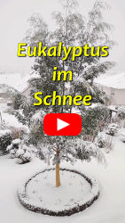 Eukalyptus im Schnee
