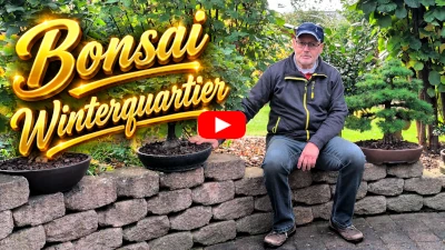 Bonsai Winterquartier