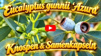 Eukalyptus - Blütenknospen